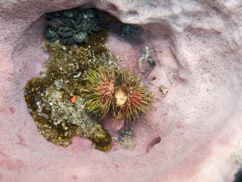 Underwater Scene, Marine Park